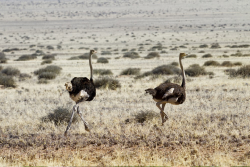 Ostrich Movement