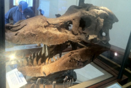 Death of Sue, T-Rex